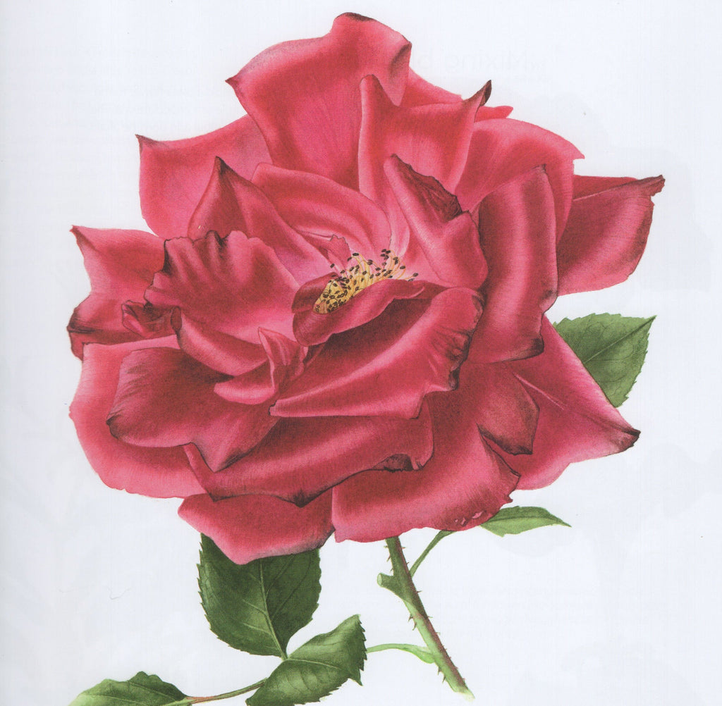 Kindle & Grace Classes Botanical Painting - Weekday Class (Monthly - 3weeks)