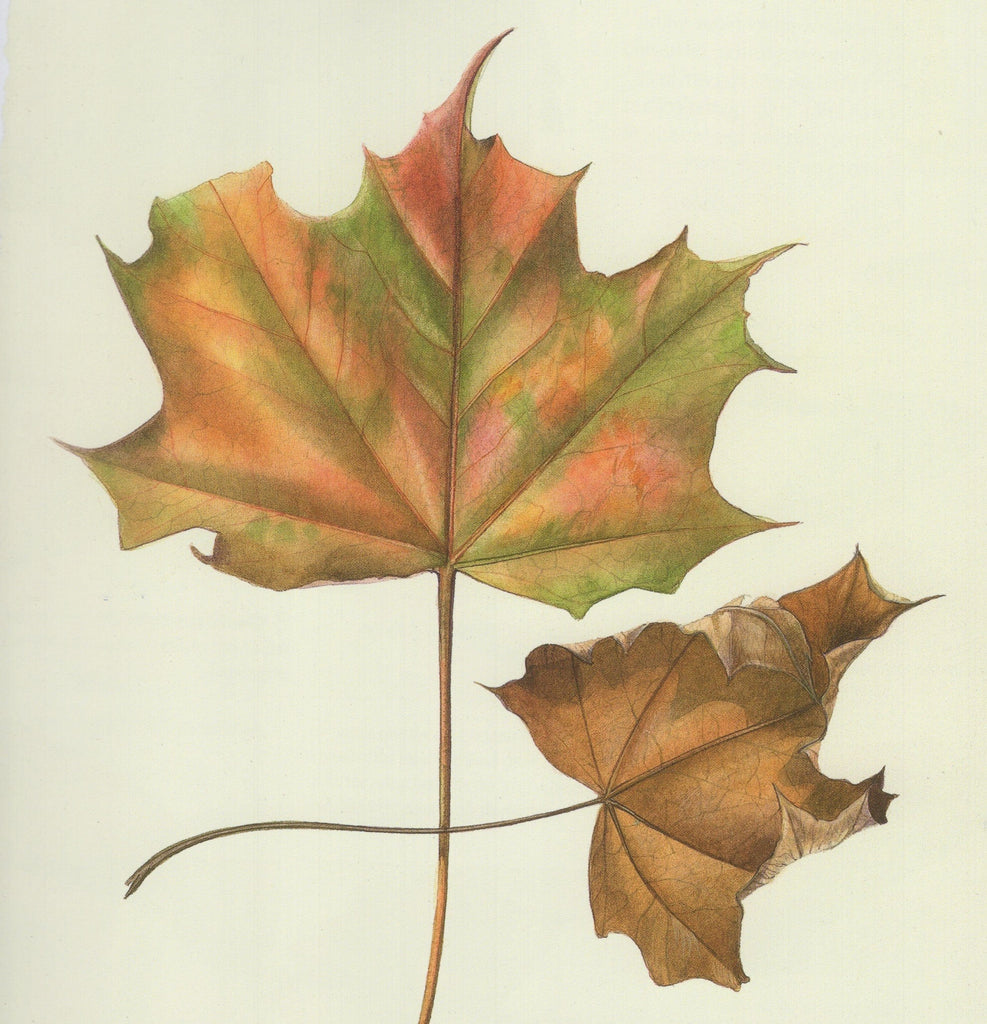 Kindle & Grace Classes Botanical Painting - Weekday Class (Monthly - 3weeks)